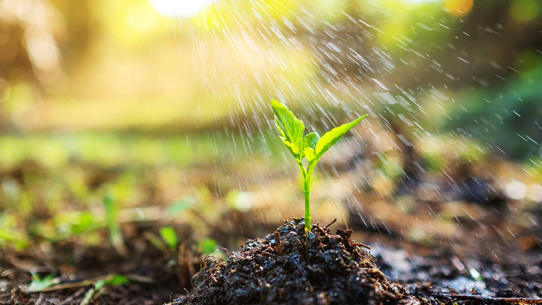 giardino a basso consumo d'acqua