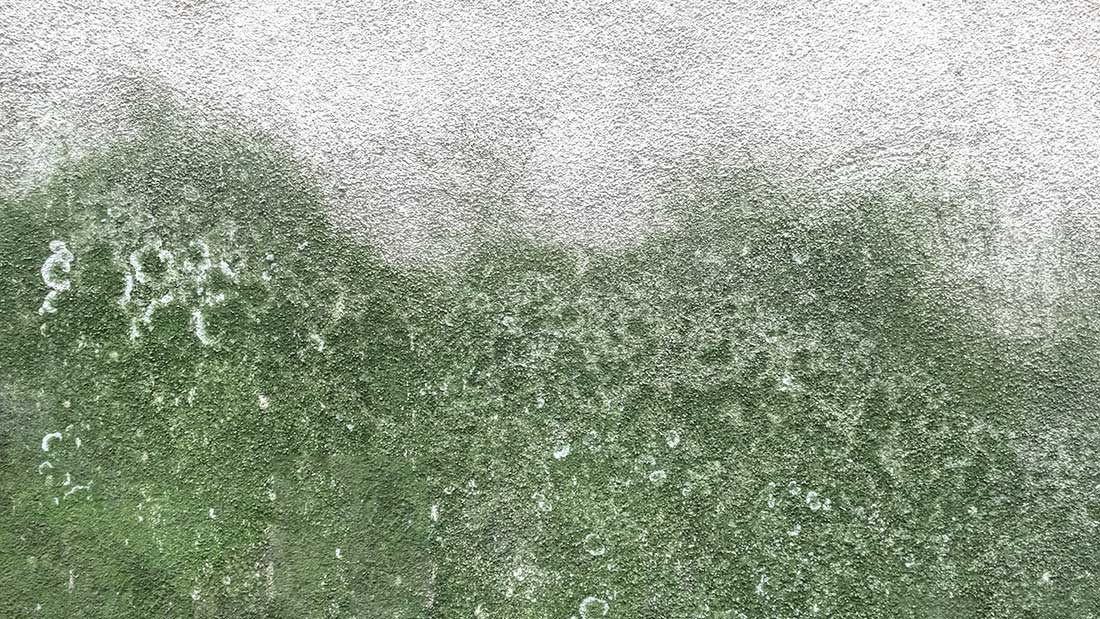 muffa-sui-muri-risalita-1100x619