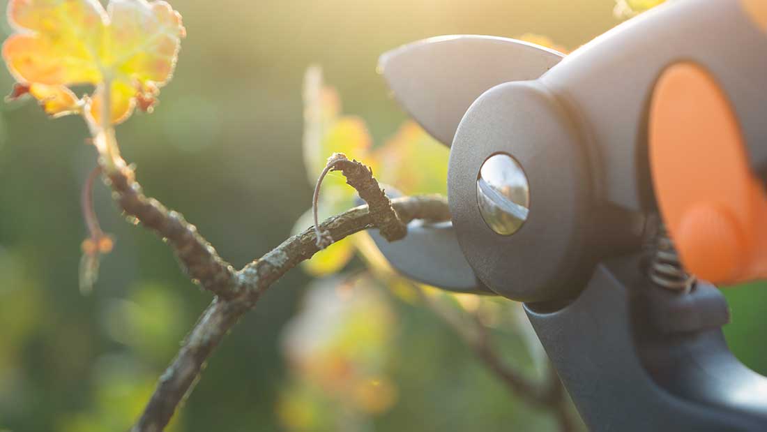 affilare-le-cesoie-1100x619